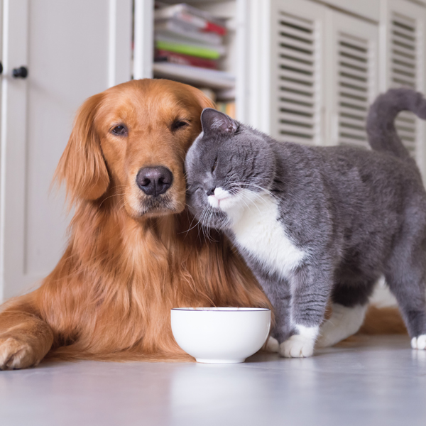 Articoli e alimentazione per cani e gatti