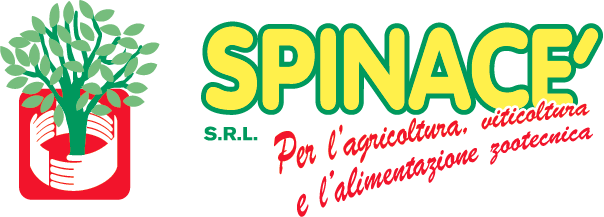 Spinacé